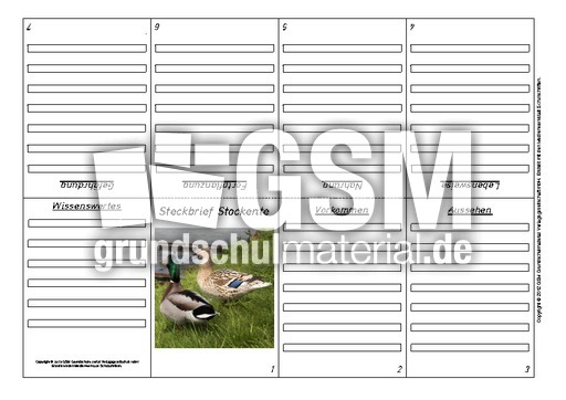 Faltbuch-Steckbrief-Stockente-5.pdf